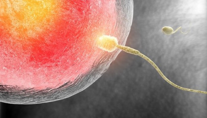Spermatozoïde qui féconde l'ovule Spermatozoïde qui féconde l'ovule