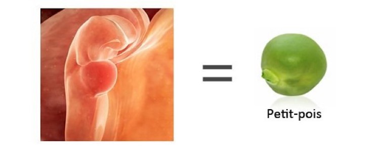 Grossesse - Semaine 6