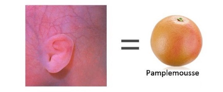 Grossesse - Semaine 23