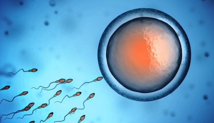 La plupart des cas d'infertilité proviendraient de l’homme La plupart des cas d'infertilité proviendraient de l’homme