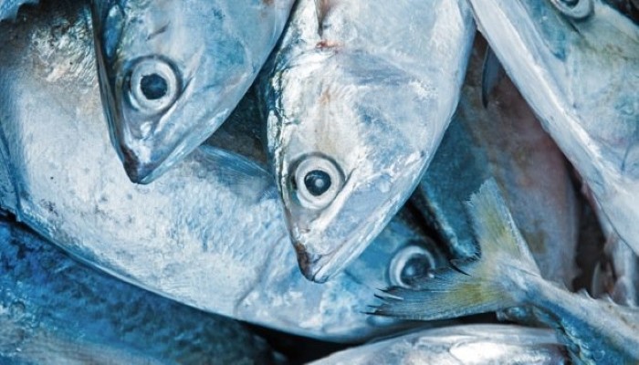 Aliments riches en protéines Aliments riches en protéines