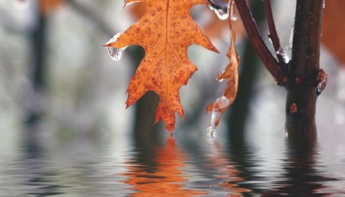 Découvrez ce qu'est la dépression saisonnière