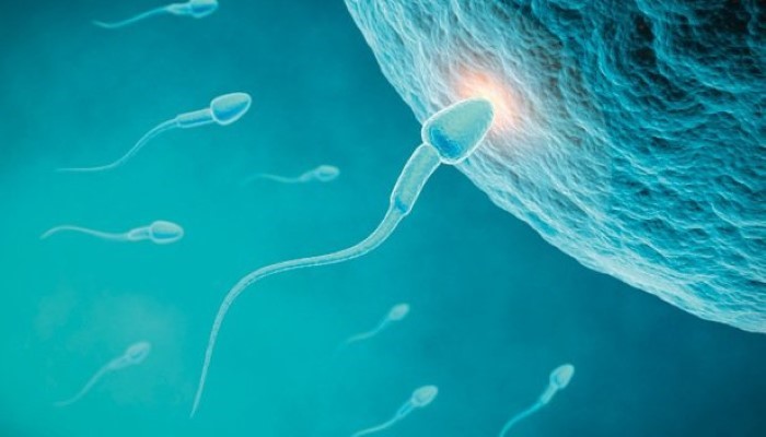 Spermatozoïde qui féconde l'ovule Spermatozoïde qui féconde l'ovule