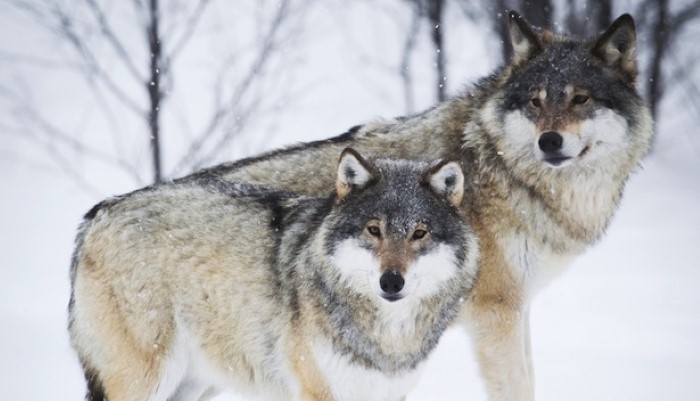 Deux loups à l'intérieur de nous