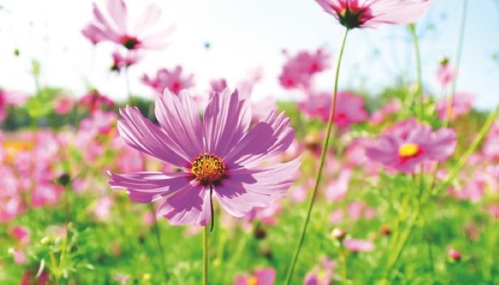 Champ de fleur en printemps
