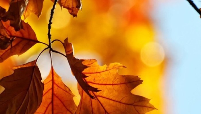 Comment vous préparer à l'arrivée de l'automne