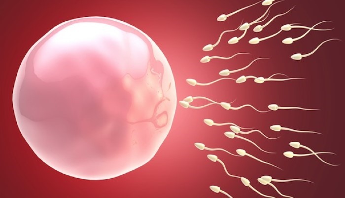 Diminution de la qualité du sperme Diminution de la qualité du sperme