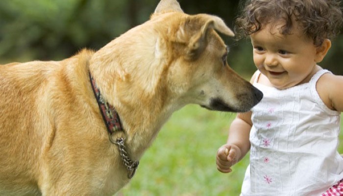 Petite fille qui regarde un chien Petite fille qui regarde un chien