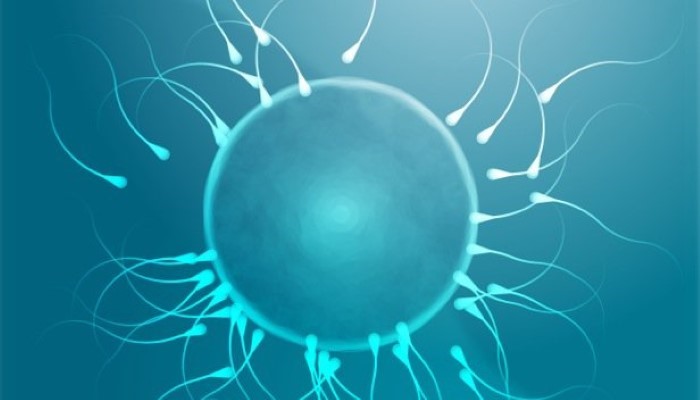 Fécondation d'ovule