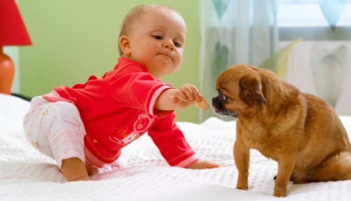 Les chiens et les enfants Les chiens et les enfants