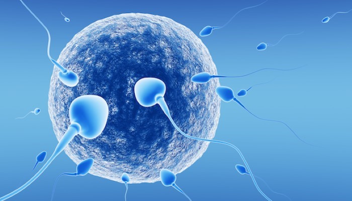 Spermatozoïdes à l'assaut de l'ovule Spermatozoïdes à l'assaut de l'ovule