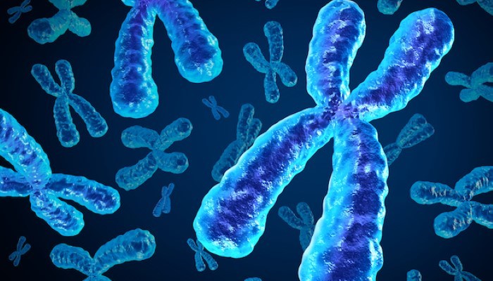 Chromosome Chromosome