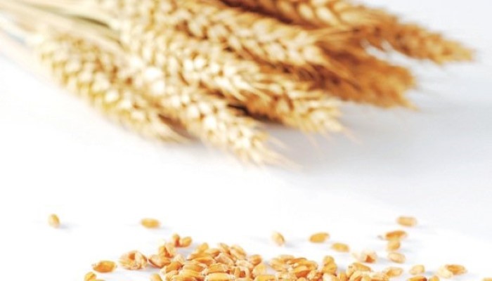 Graines et épis de céreales