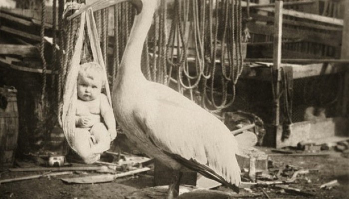 Cigogne apportant un baluchon dans le bec avec un bébé Cigogne apportant un baluchon dans le bec avec un bébé