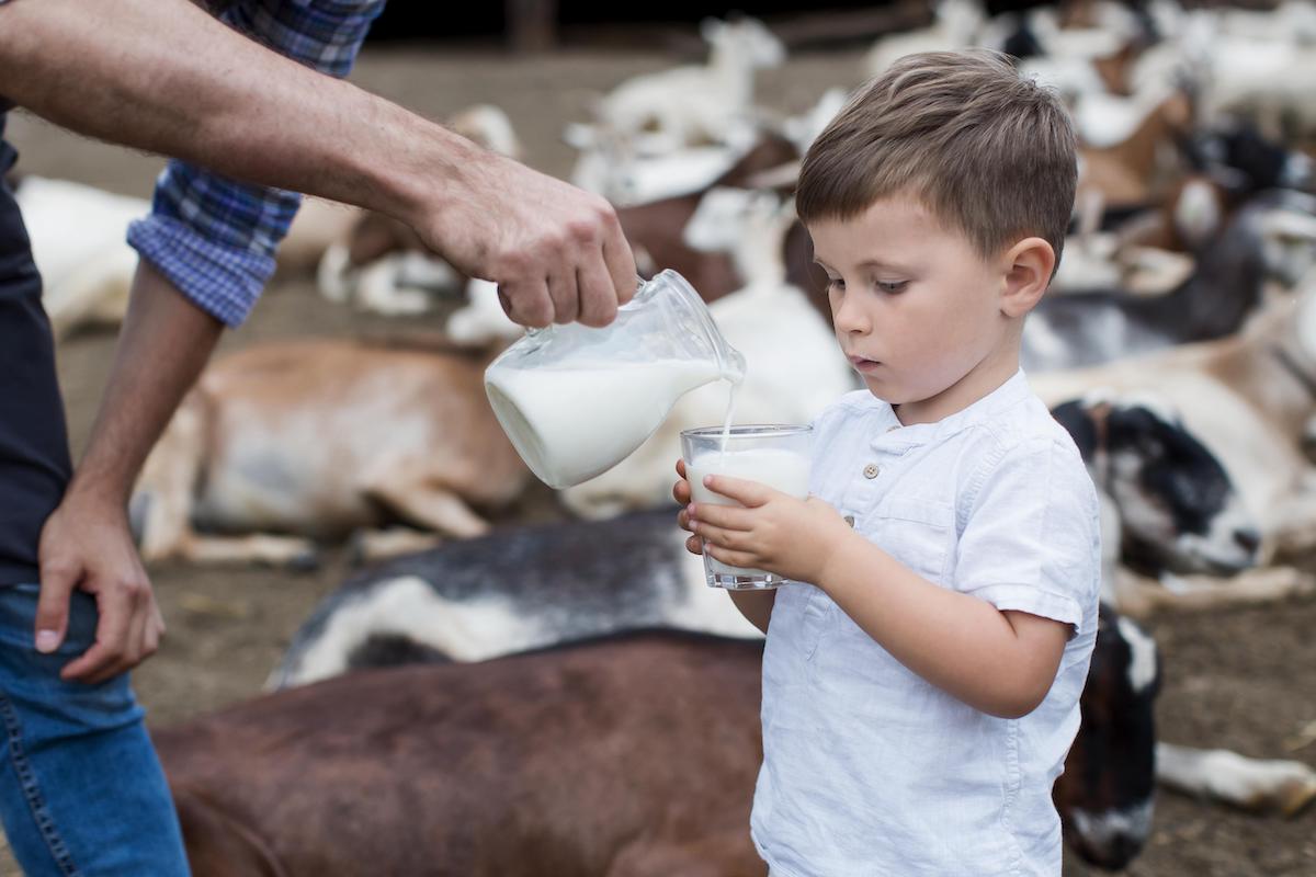 Le lait de chèvre pour les bébés