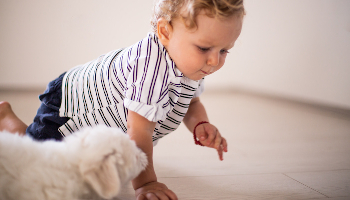 Chien et bébé qui marchent à 4 pattes Chien et bébé qui marchent à 4 pattes