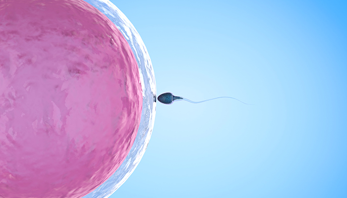 Un spermatozoïde rencontre l'ovule Un spermatozoïde rencontre l'ovule