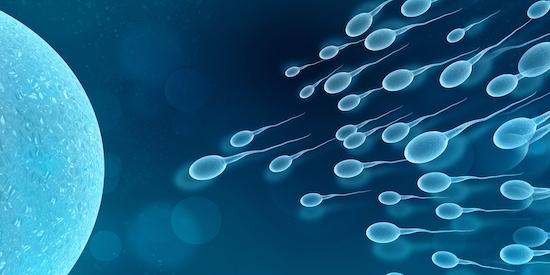 Spermatozoïdes à l'assaut de l'ovule