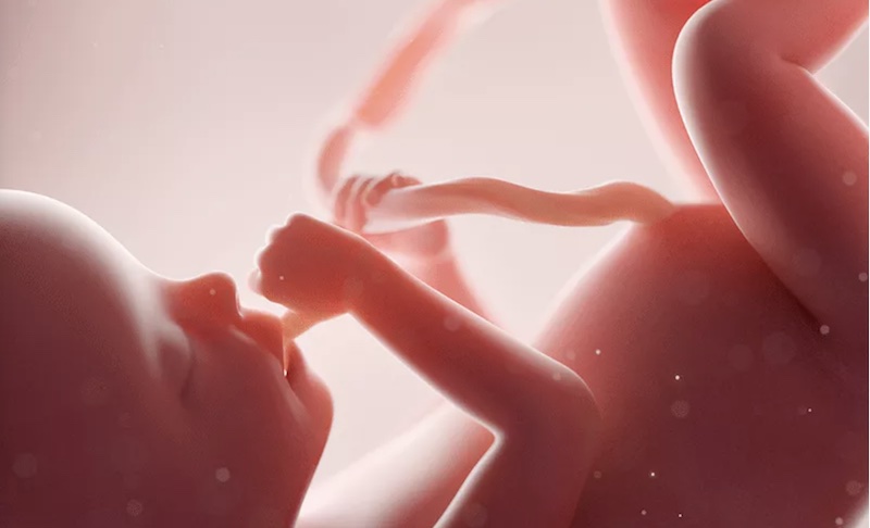 Evolution du foetus pendant la grossesse Evolution du foetus pendant la grossesse