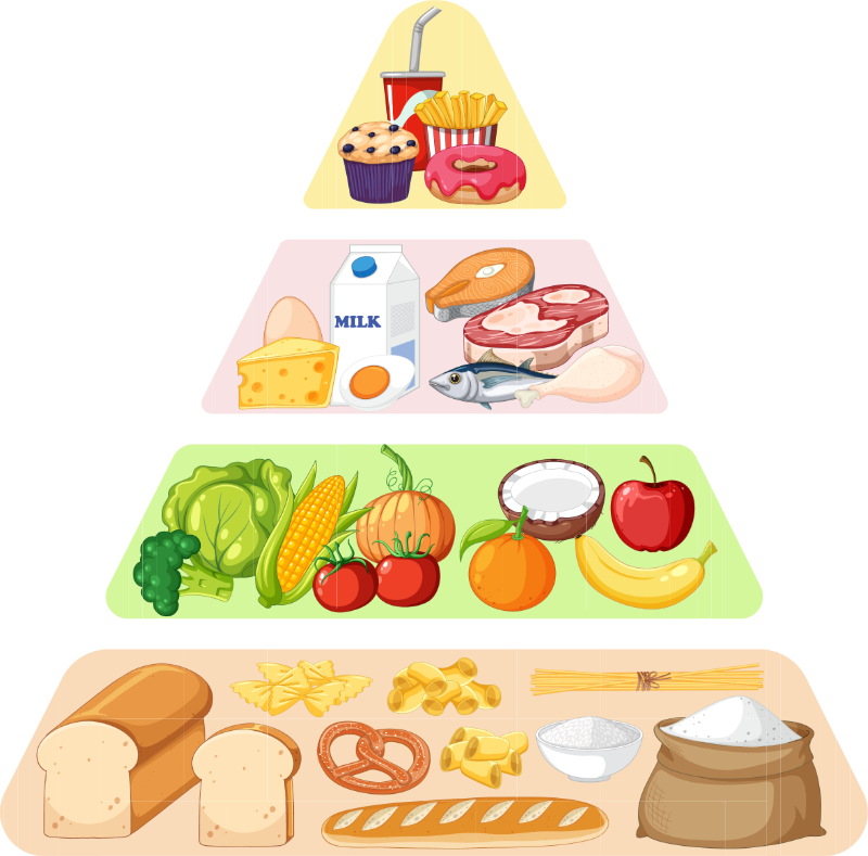 La pyramide alimentaire