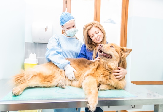 Transmission de la toxoplasmose par les chiens