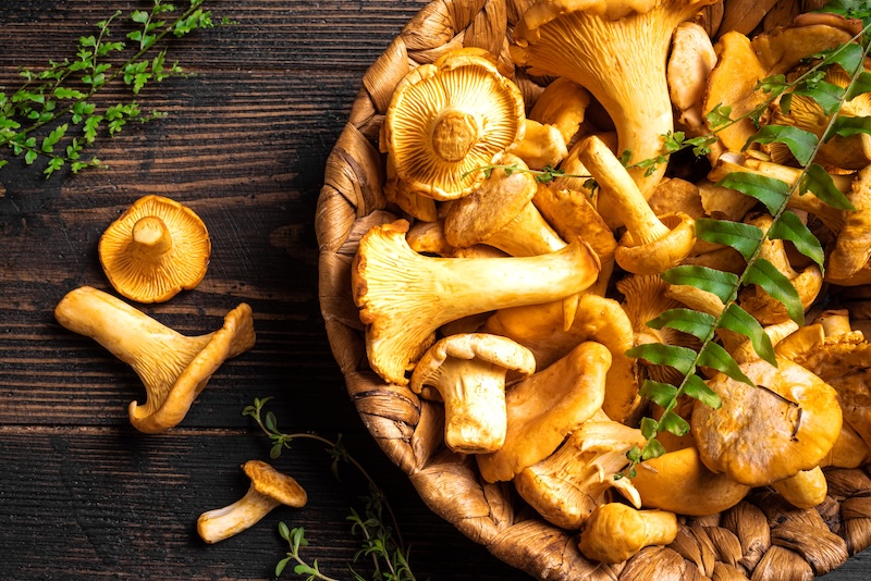 Quand faire manger des champignons aux bébés Quand faire manger des champignons aux bébés
