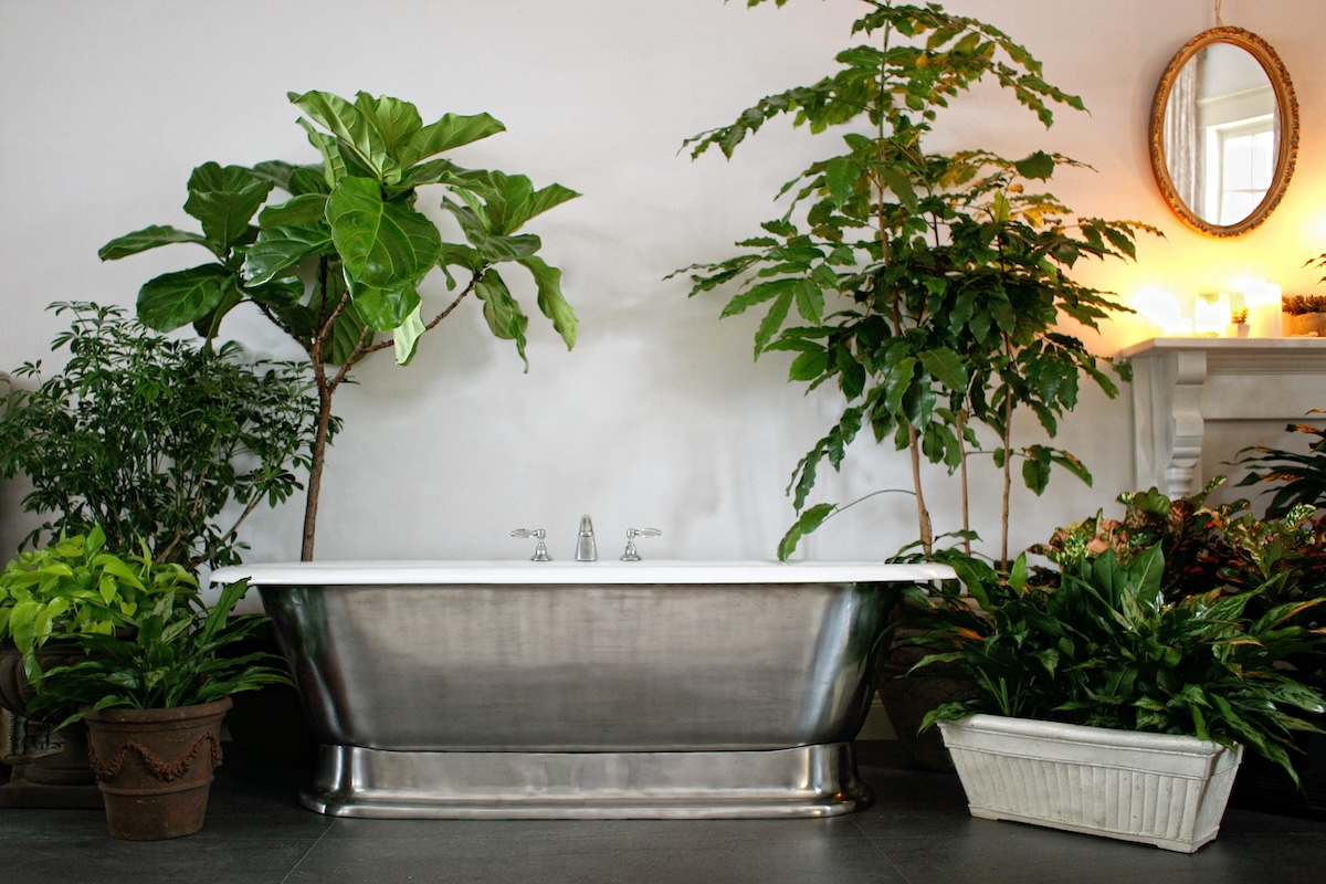 11 plantes parfaites pour la salle de bain 11 plantes parfaites pour la salle de bain