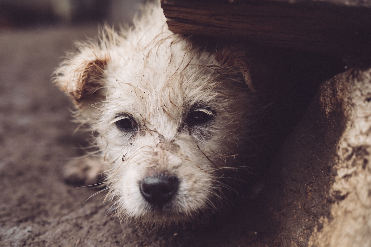 Animalert : l’appli gratuite pour retrouver un animal perdu