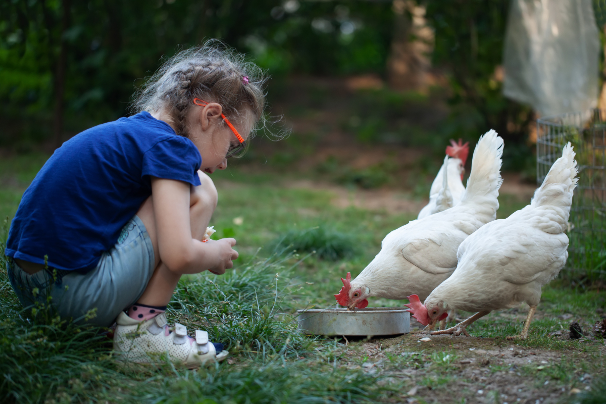 Adopter des poules dans le jardin